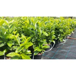 Prunus laurocerasus Novita - Laur englezesc mare 200cm