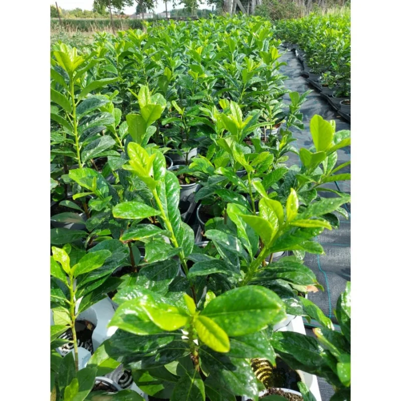 Prunus laurocerasus Novita - Laur englezesc mare 200cm