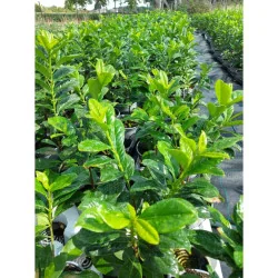 Prunus laurocerasus Novita - Laur englezesc mare 200cm