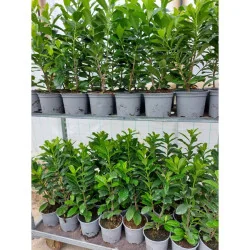 Prunus laurocerasus Novita - Laur englezesc mare 200cm