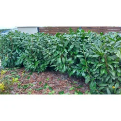 Prunus laurocerasus Novita - Laur englezesc mare 200cm