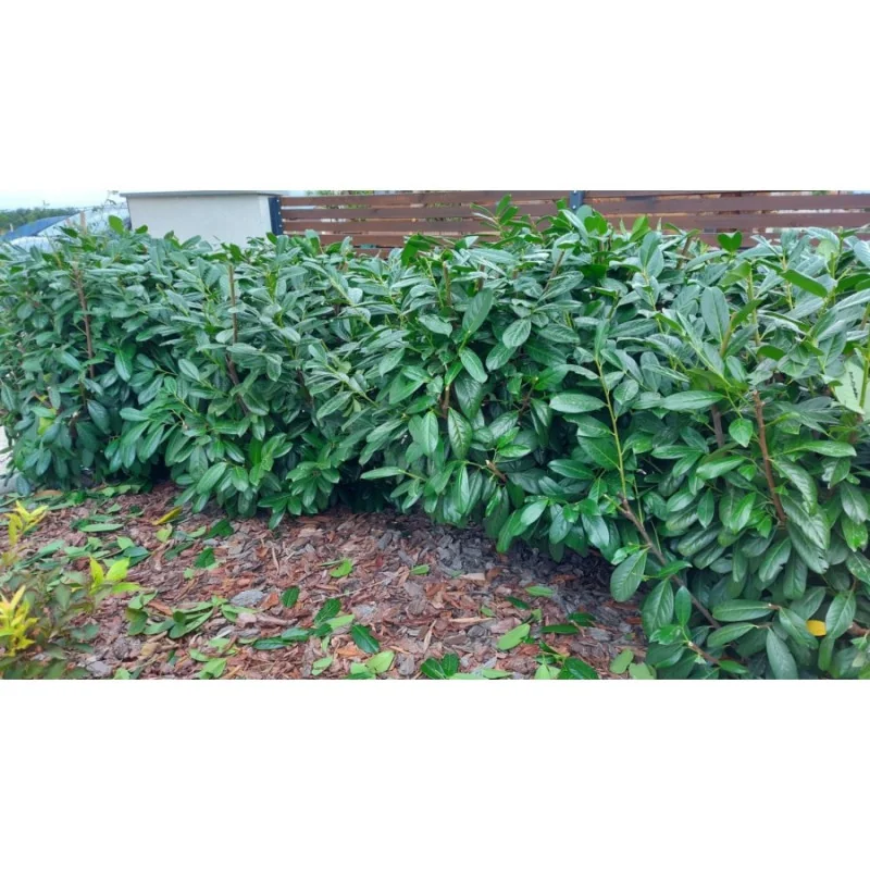 Prunus laurocerasus Novita - Laur englezesc mare 200cm