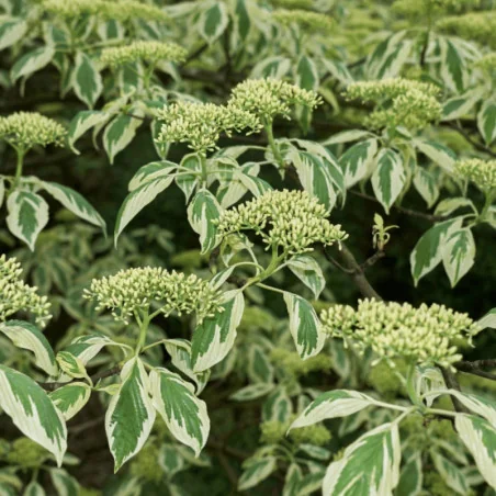 Cornus stolonifera White Gold – Corn cu frunze în două culori