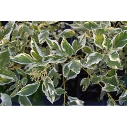 Cornus stolonifera White Gold – Corn cu frunze în două culori