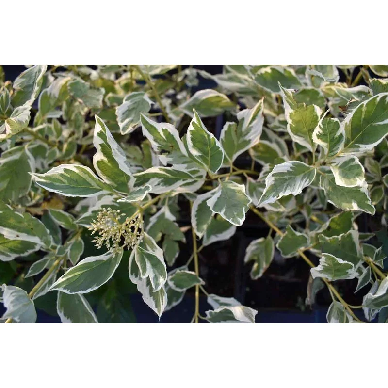 Cornus stolonifera White Gold – Corn cu frunze în două culori
