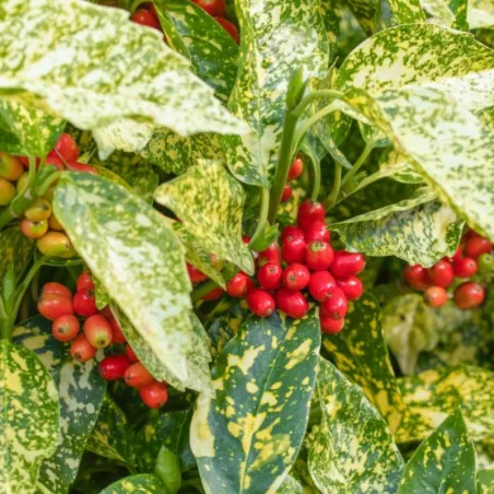 Aucuba japonica Crotonifolia - Pomul de aur
