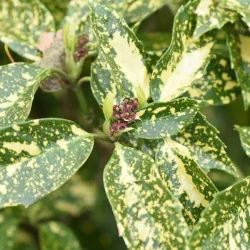 Aucuba japonica Crotonifolia - Pomul de aur