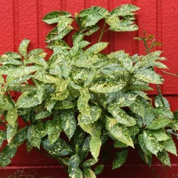 Aucuba japonica Crotonifolia - Pomul de aur