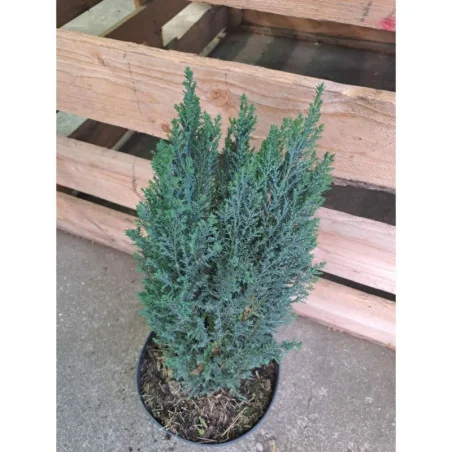 Chamaecyparis lawsoniana Ellwoodii - Chiparos Ellwoodii