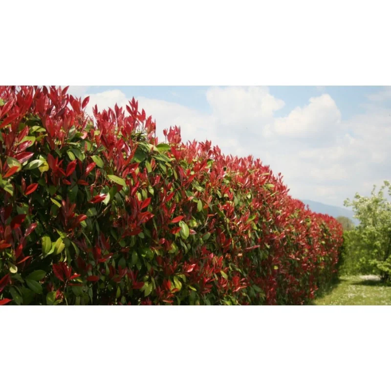 Photinia x fraserii Red Robin K2 100cm