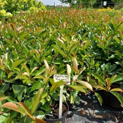 Photinia x fraserii Red Robin K2 100cm