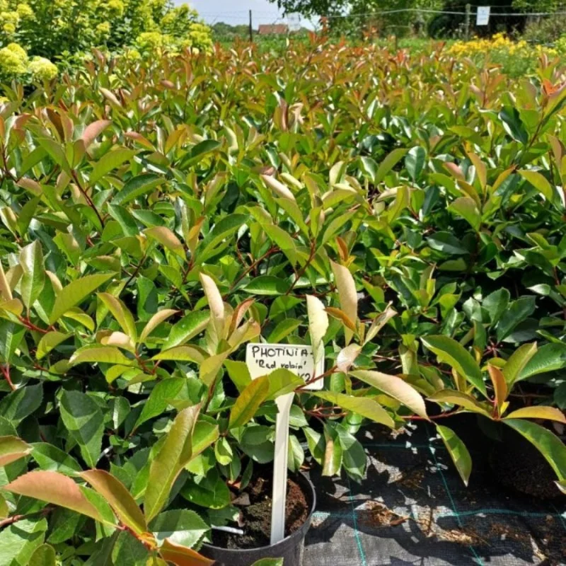 Photinia x fraserii Red Robin K2 100cm