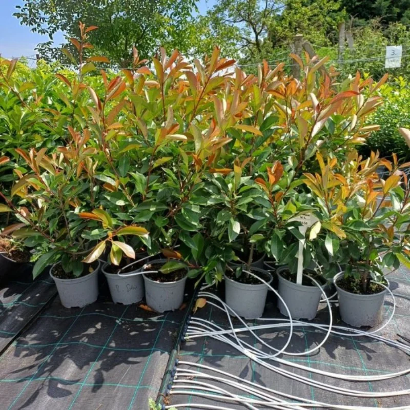 Photinia x fraserii Red Robin K2 100cm