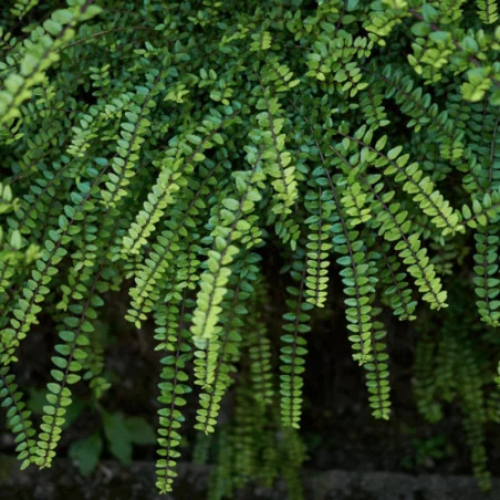 Lonicera nitida - Caprifoi târâtor