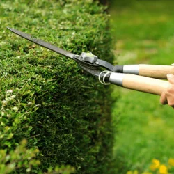 Lonicera nitida - Caprifoi târâtor