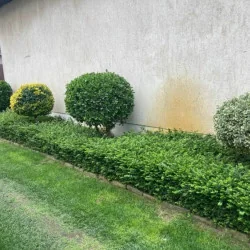 Lonicera nitida - Caprifoi târâtor