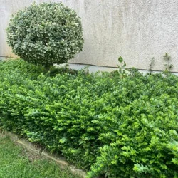 Lonicera nitida - Caprifoi târâtor