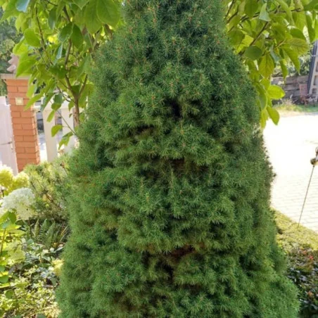 Picea glauca Sander's Blue - Molid albastru