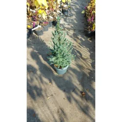 Picea glauca Sander's Blue - Molid albastru