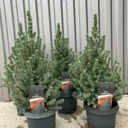 Picea glauca Sander's Blue - Molid albastru