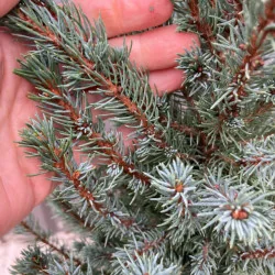 Picea glauca Sander's Blue - Molid albastru