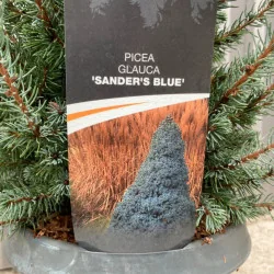 Picea glauca Sander's Blue - Molid albastru