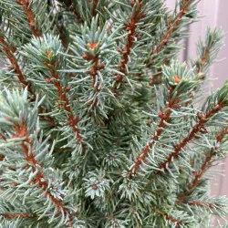 Picea glauca Sander's Blue - Molid albastru