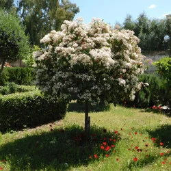 Photinia x fraserii Red robin - Photinie crescută pe trunchi
