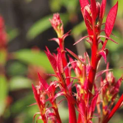 Photinia x fraserii Red robin - Photinie crescută pe trunchi