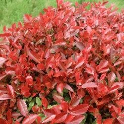 Photinia x fraserii Red robin - Photinie crescută pe trunchi