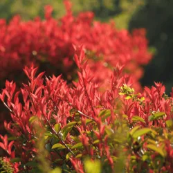 Photinia x fraserii Red robin - Photinie crescută pe trunchi