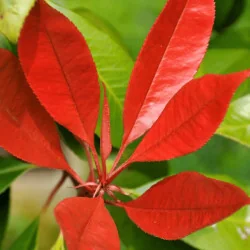 Photinia x fraserii Red robin - Photinie crescută pe trunchi