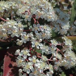 Photinia x fraserii Red robin - Photinie crescută pe trunchi