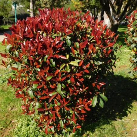 Photinia fraserii x Red robin XL 140 cm