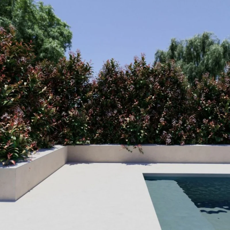 Photinia fraserii x Red robin XL 140 cm