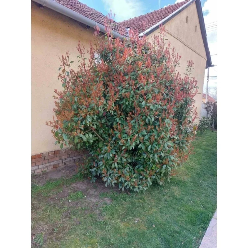 Photinia fraserii x Red robin XL 140 cm