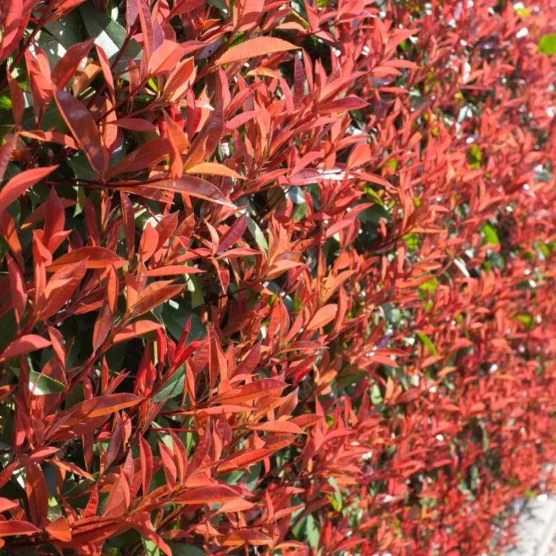 Photinia fraserii x Red robin XL 140 cm