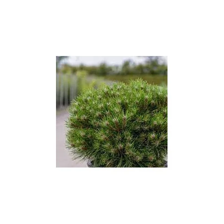 Pinus mugo Marie Bregon - Pin Marie Bregon