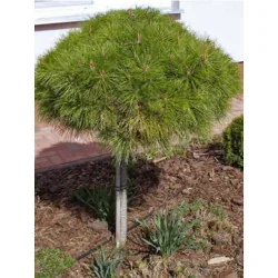 Pinus mugo Marie Bregon - Pin Marie Bregon
