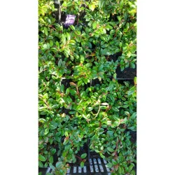 Cotoneaster dammeri - Cotoneaster târâtor