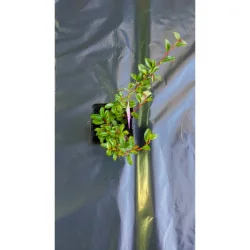 Cotoneaster dammeri - Cotoneaster târâtor