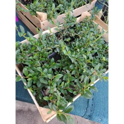 Cotoneaster dammeri - Cotoneaster târâtor