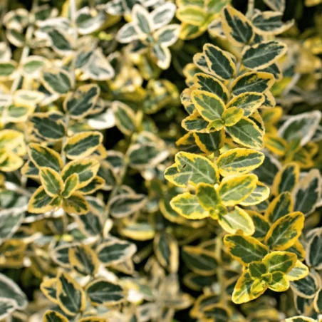 Euonymus fortunei Emerald'n Gold - Salbă aurie