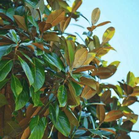 Magnolia grandiflora - Magnolie veșnic verde- 70CM