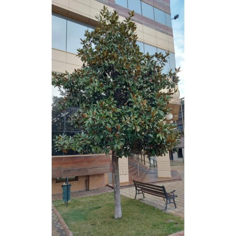Magnolia grandiflora - Magnolie veșnic verde- 70CM