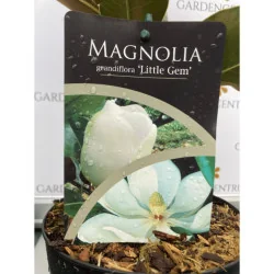 Magnolia grandiflora - Magnolie veșnic verde- 70CM