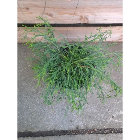 Chamaecyparis Pisifera - Chiparos de Sawara