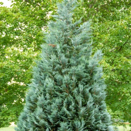 Chamaecyparis lawsoniana Ellwoodii - Chiparos Ellwoodii