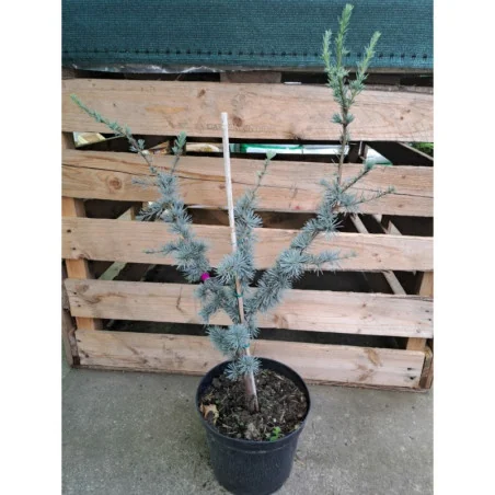 Cedrus libani Glauca - Cedru libanez Glauca