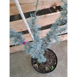 Cedrus libani Glauca - Cedru libanez Glauca